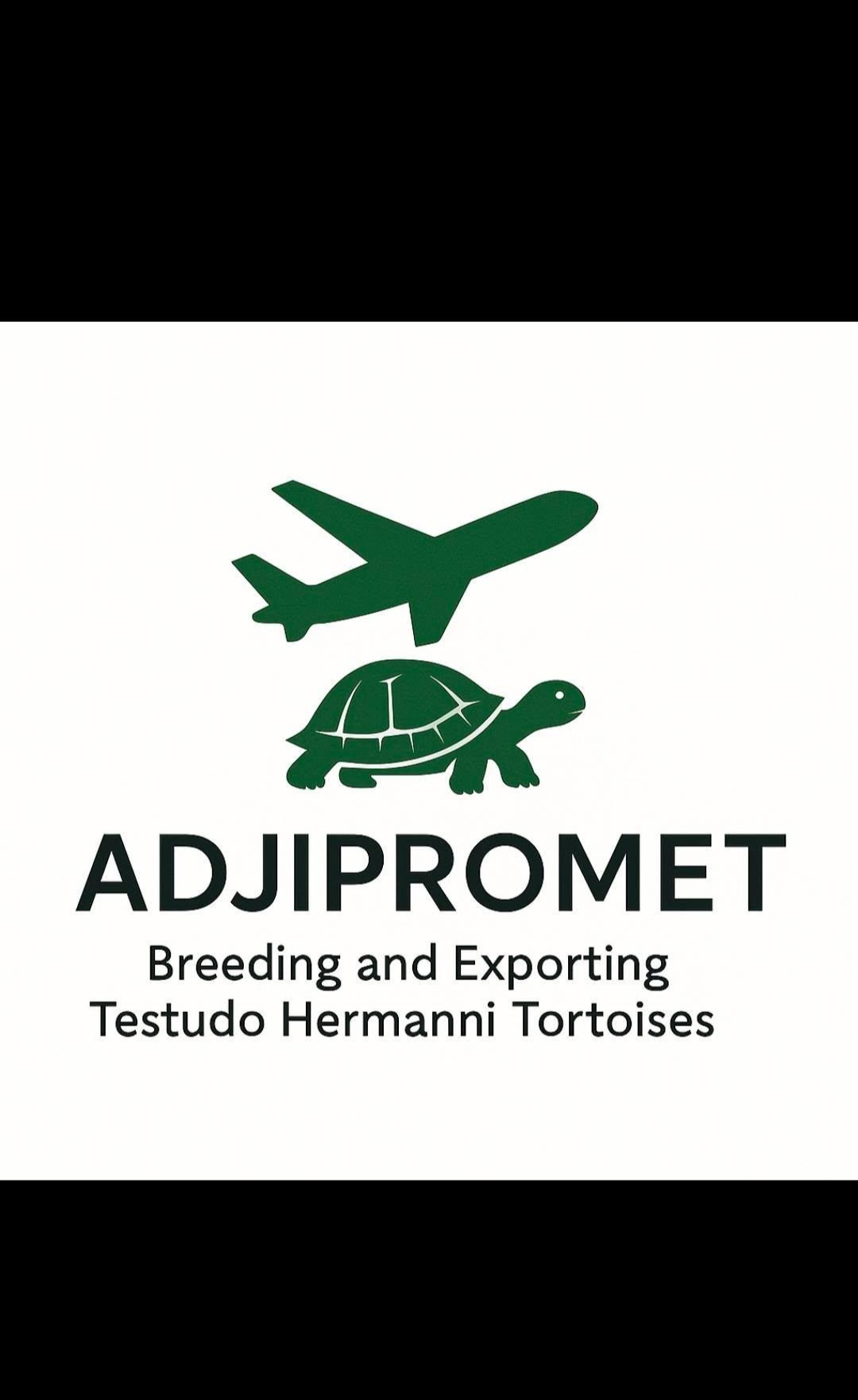 Testudo Hermanni Boettgeri Tortoises 